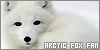Pure White the Arctic Fox fanlisting
